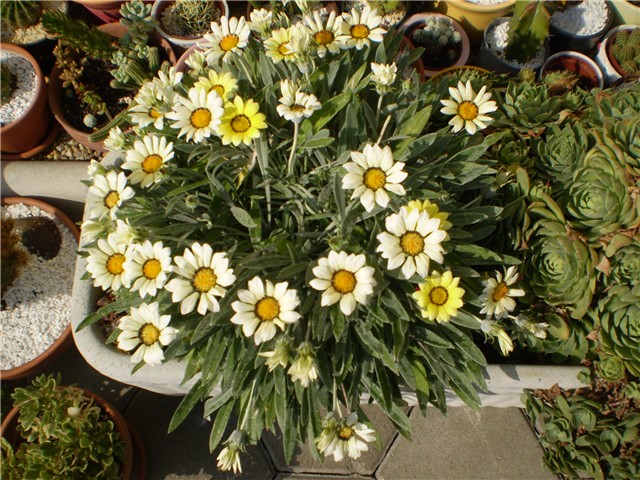 gazanija